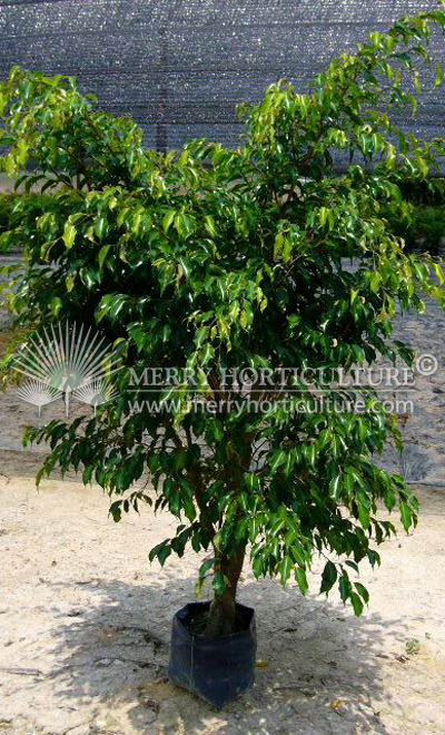 Ficus benjamina